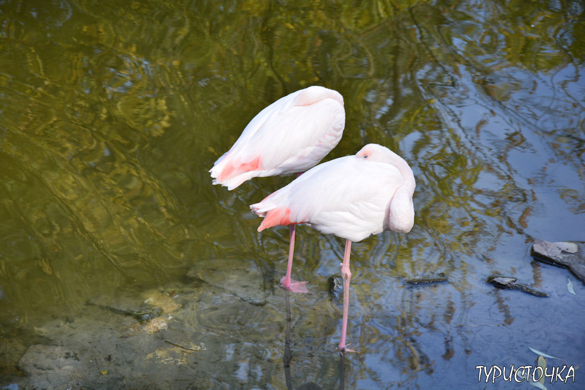Зоопарк Ростов-на-Дону