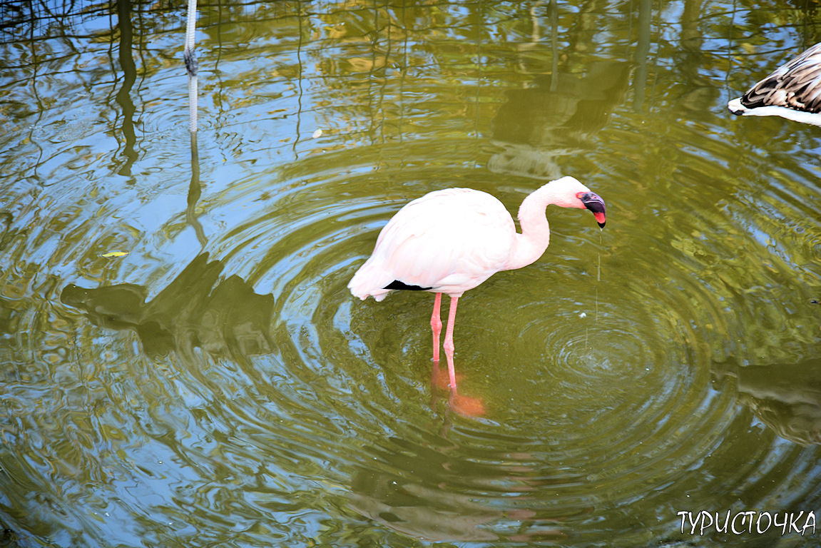 Зоопарк Ростов-на-Дону