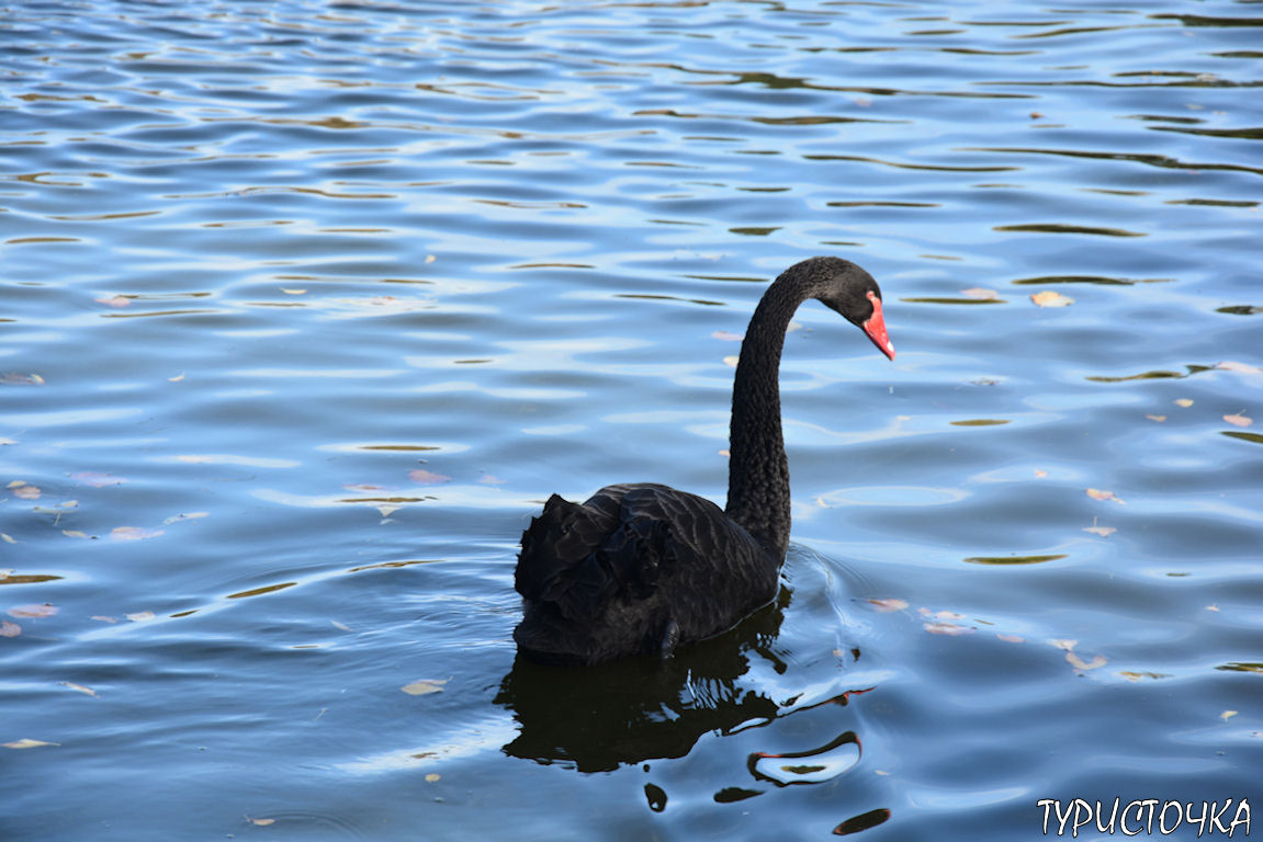 Ростовский зоопарк
