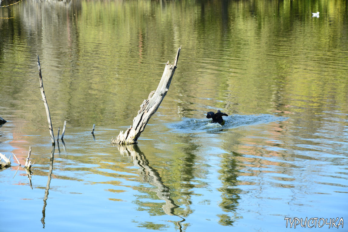 Ростовский зоопарк