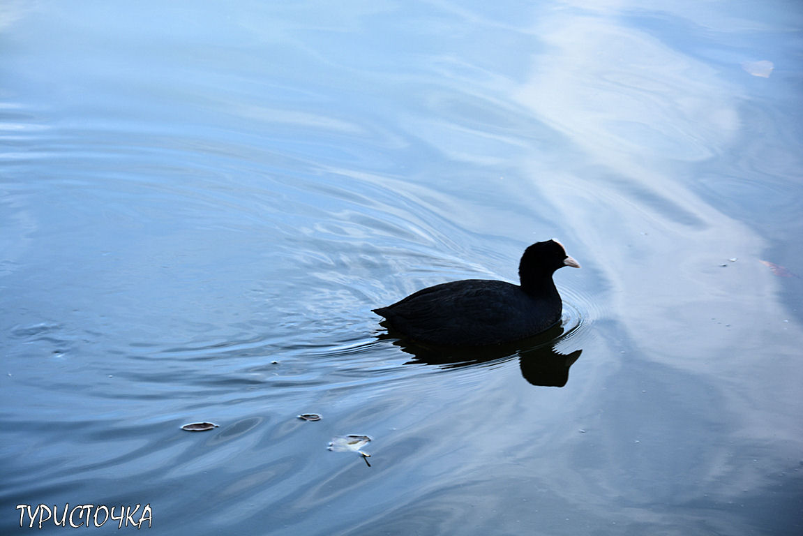 Ростовский зоопарк