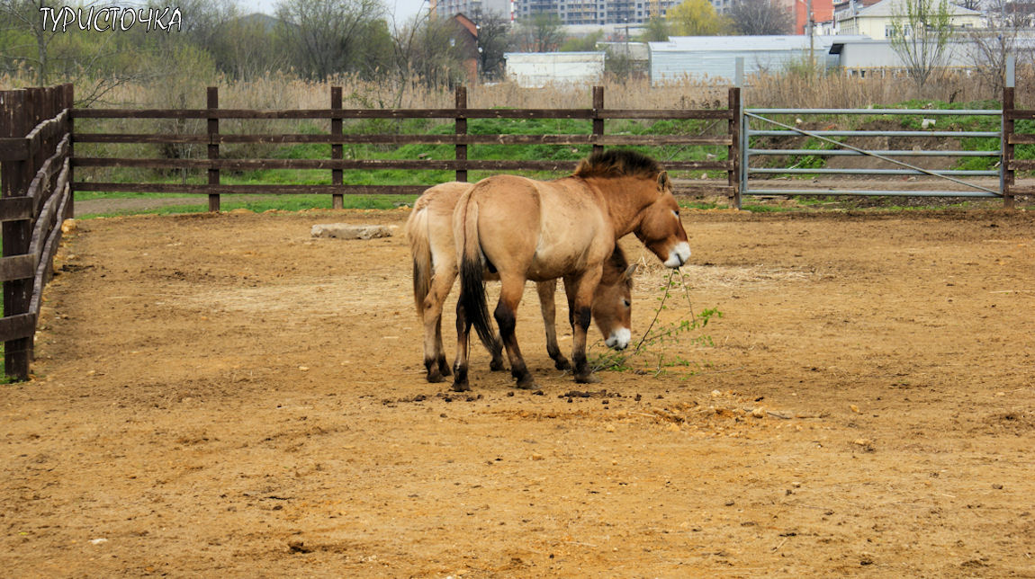 Ростовский зоопарк