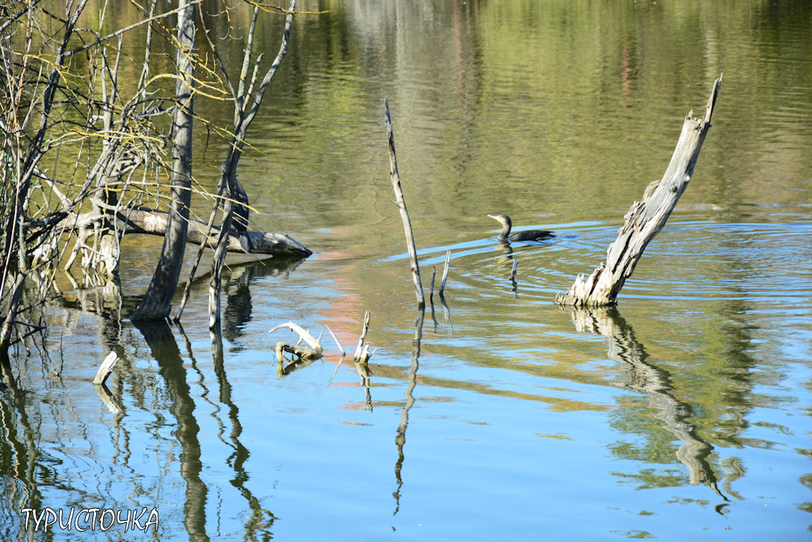Ростовский зоопарк