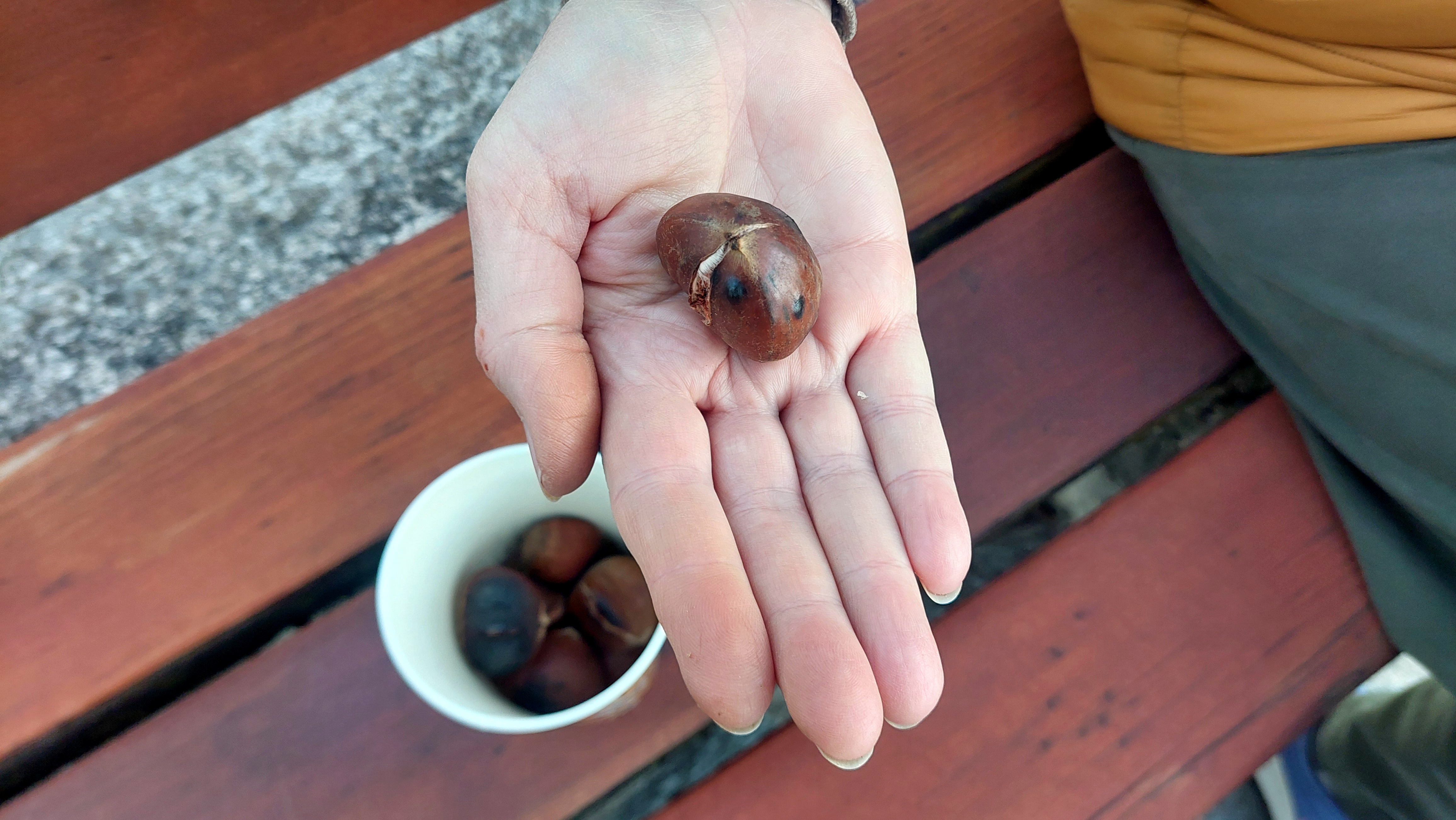 Каштановый сезон 