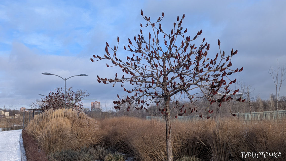 Парк Первая Миля зимой