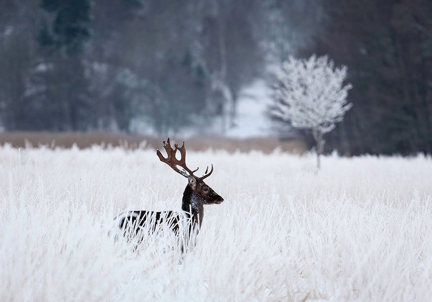 30ALLAN WALLBERG ������