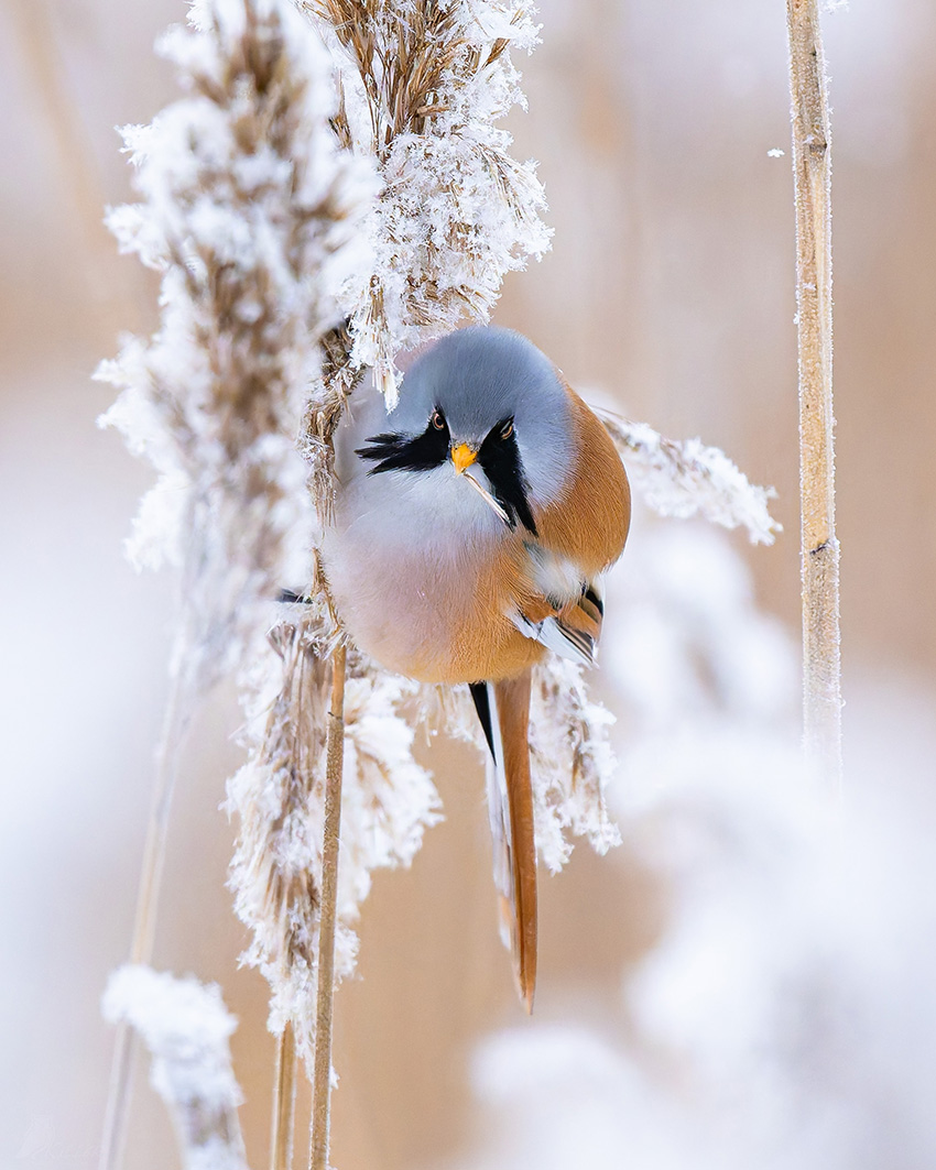 VFL.RU - ��� �����������