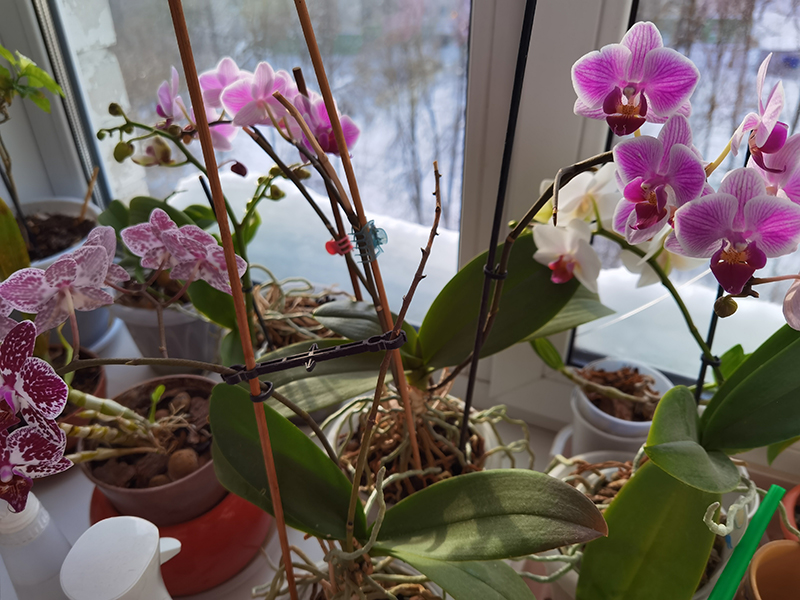 Мой день 12.02.2026 г преподаватель,Нижний Новгород,oneday,будни,46-55,Россия