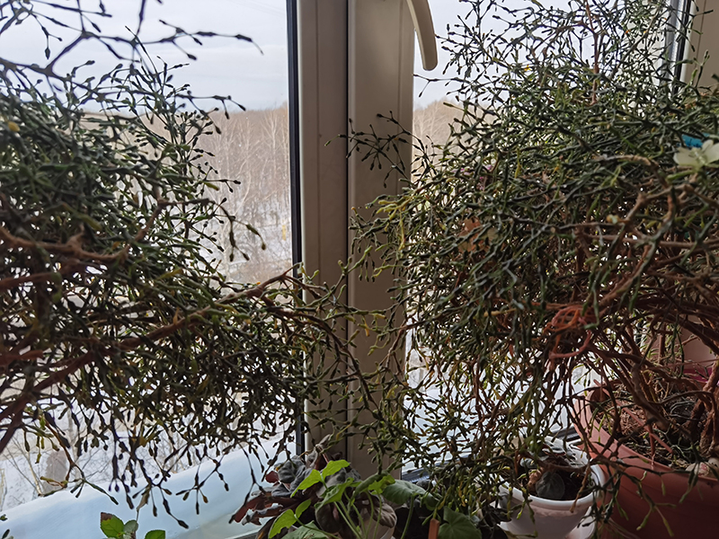 Мой день 12.02.2026 г преподаватель,Нижний Новгород,oneday,будни,46-55,Россия