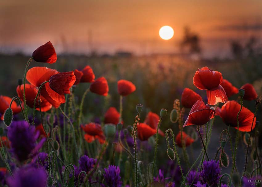 VFL.RU - ��� �����������