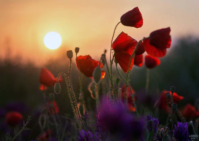 VFL.RU - ��� �����������