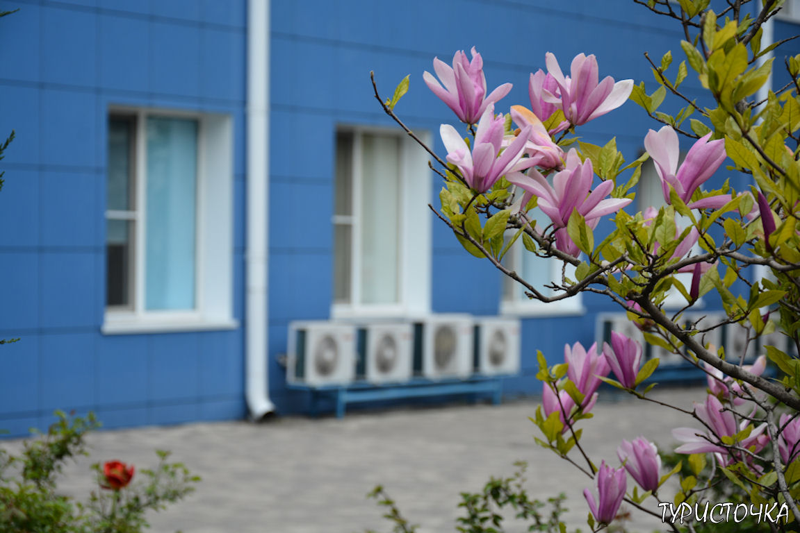 Магнолии в Ростове-на-Дону