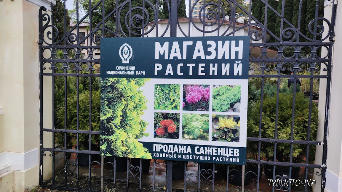 Магазин растений Дендрария Сочи