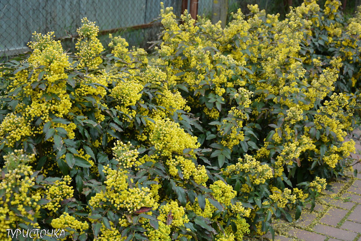 Солнечная волна Ростов