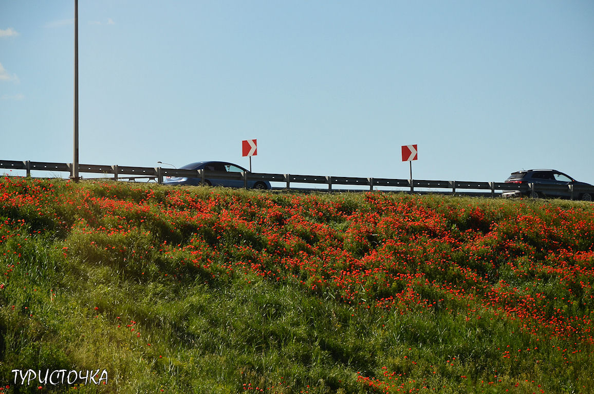 Красные маки