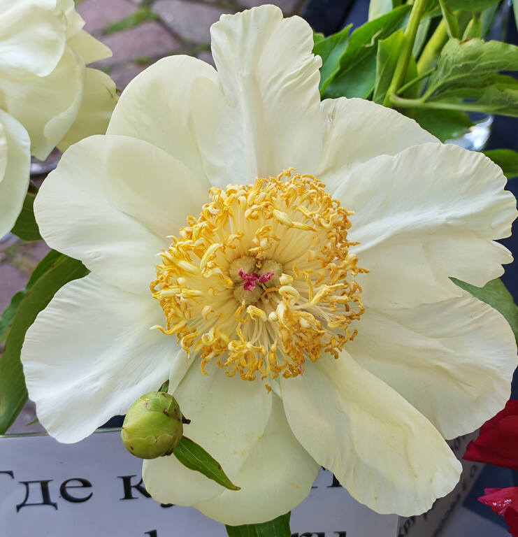 https://images.vfl.ru/ii/1781241590/9eda9073/40251809.jpg