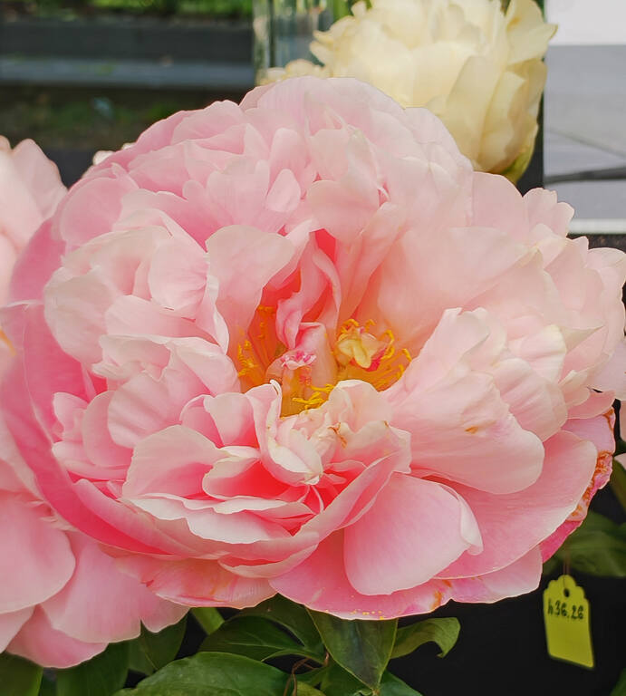 https://images.vfl.ru/ii/1781256524/d4f9a4e8/40251883.jpg