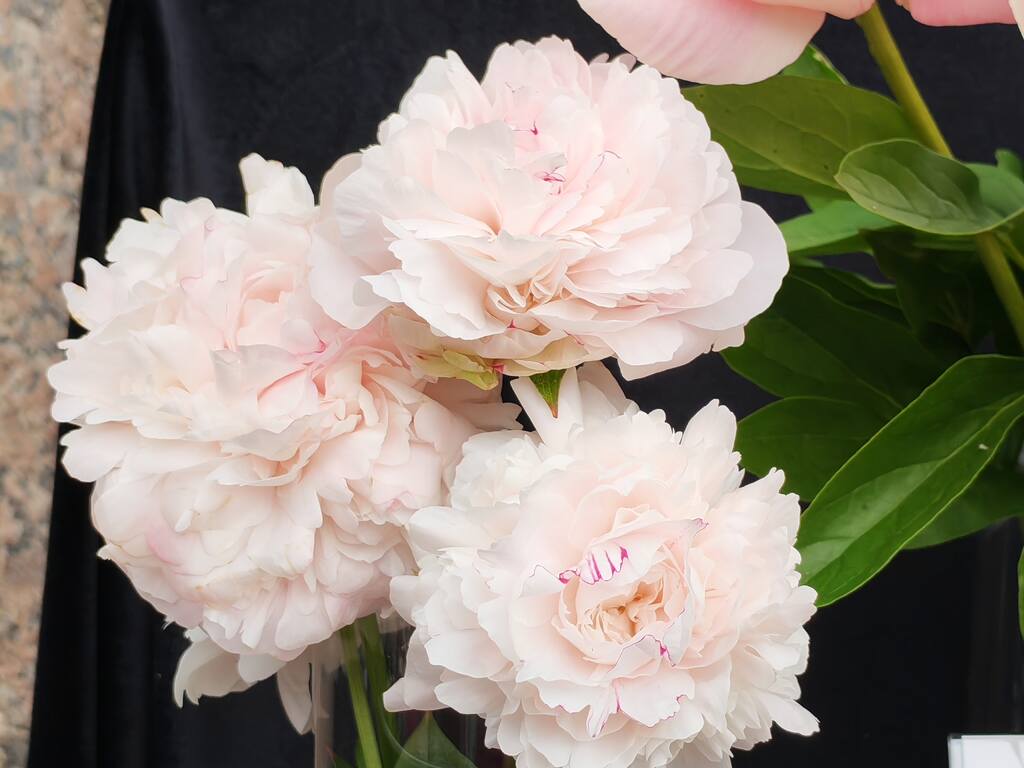https://images.vfl.ru/ii/1781256531/987d667d/40251893.jpg