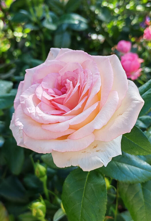 https://images.vfl.ru/ii/1782627373/ae03baf4/40274477.jpg