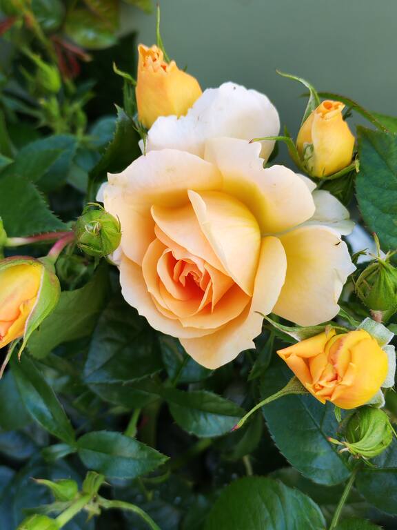 https://images.vfl.ru/ii/1782627786/d29af0fe/40274487.jpg