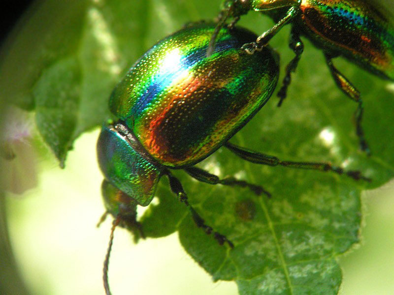 Жуки 1 4. Жук Листоед Радужный. Листоед Chrysolina fastuosa. Листоед великолепный. Листоед ясноточный (Chrysolina fastuosa).