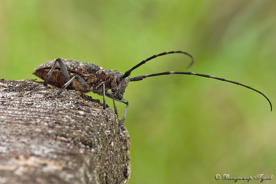 Жук усач сосновый. Жук усач монохамус. Monochamus galloprovincialis. Жук усач бронзовый Сосновый.