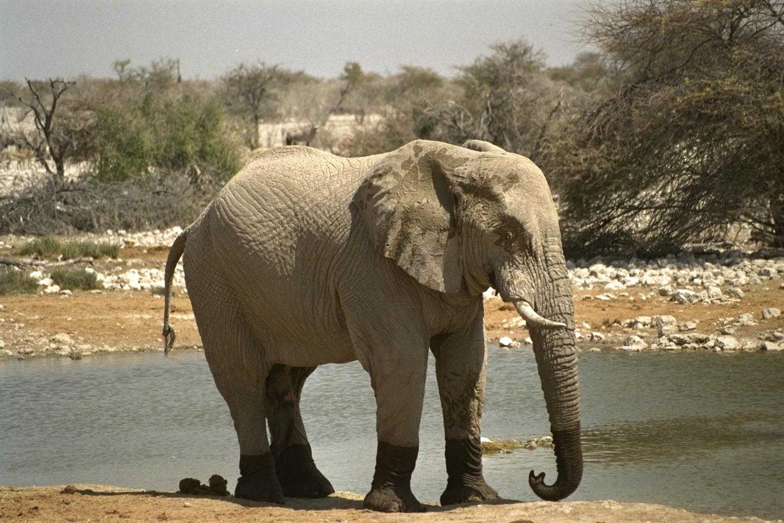 фото желтого слона