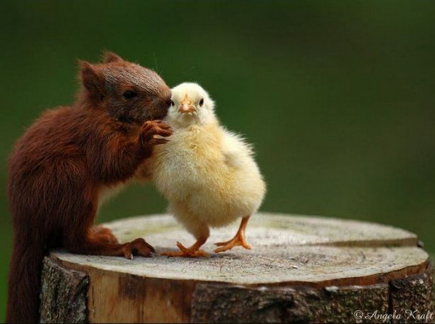 2 животных как 2 человека. Белка и цыпленок. Забавная Дружба между животными. Утка и хомяк. Хомяк и цыпленок.
