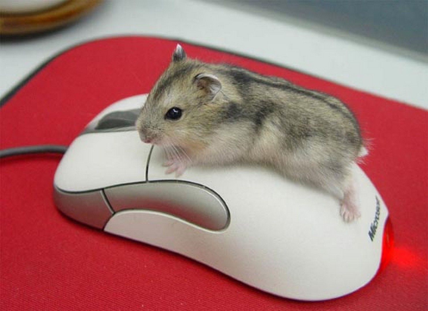 Mouse like. Хомяк джунгарский. Мышь. Мышка хомяк компьютерная. Компьютерная мышь в виде хомяка.