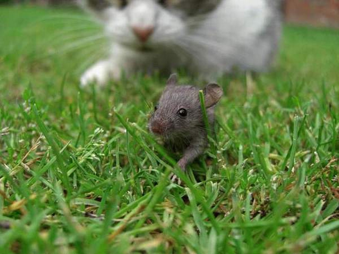 Маленькие живые мышки. Мышь животное. Маленький мышонок. Мышка Живая. Мышонок живой.