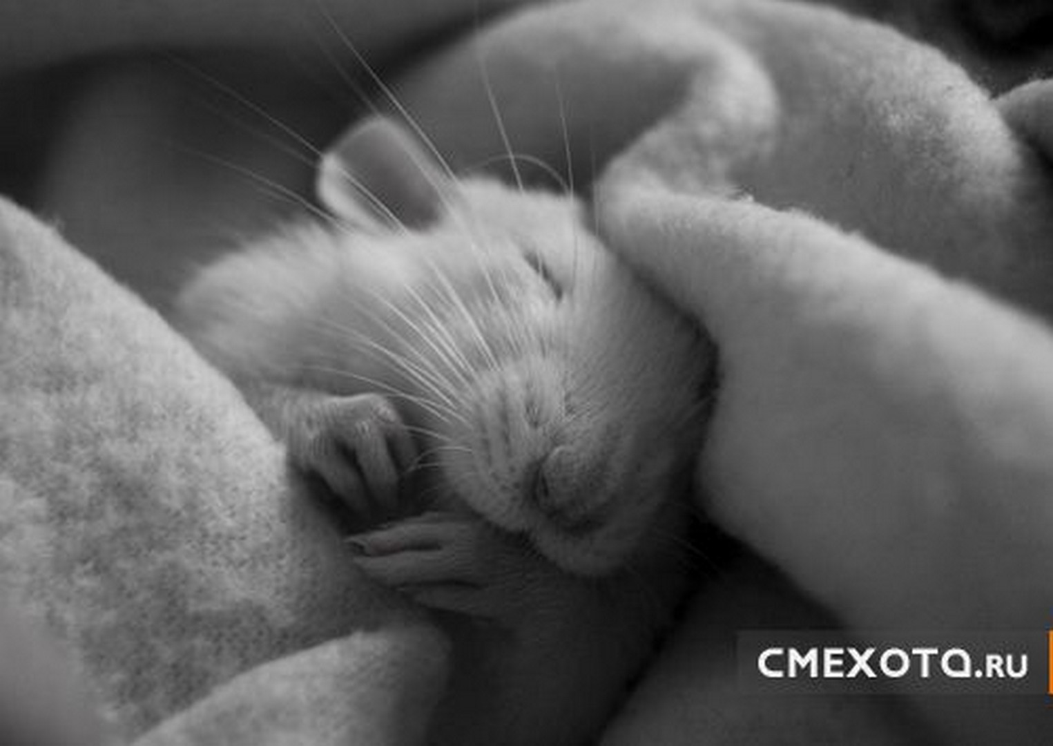 Спокойной мыши. Спящий мышонок. Спящие мышки. Мышь в кровати.