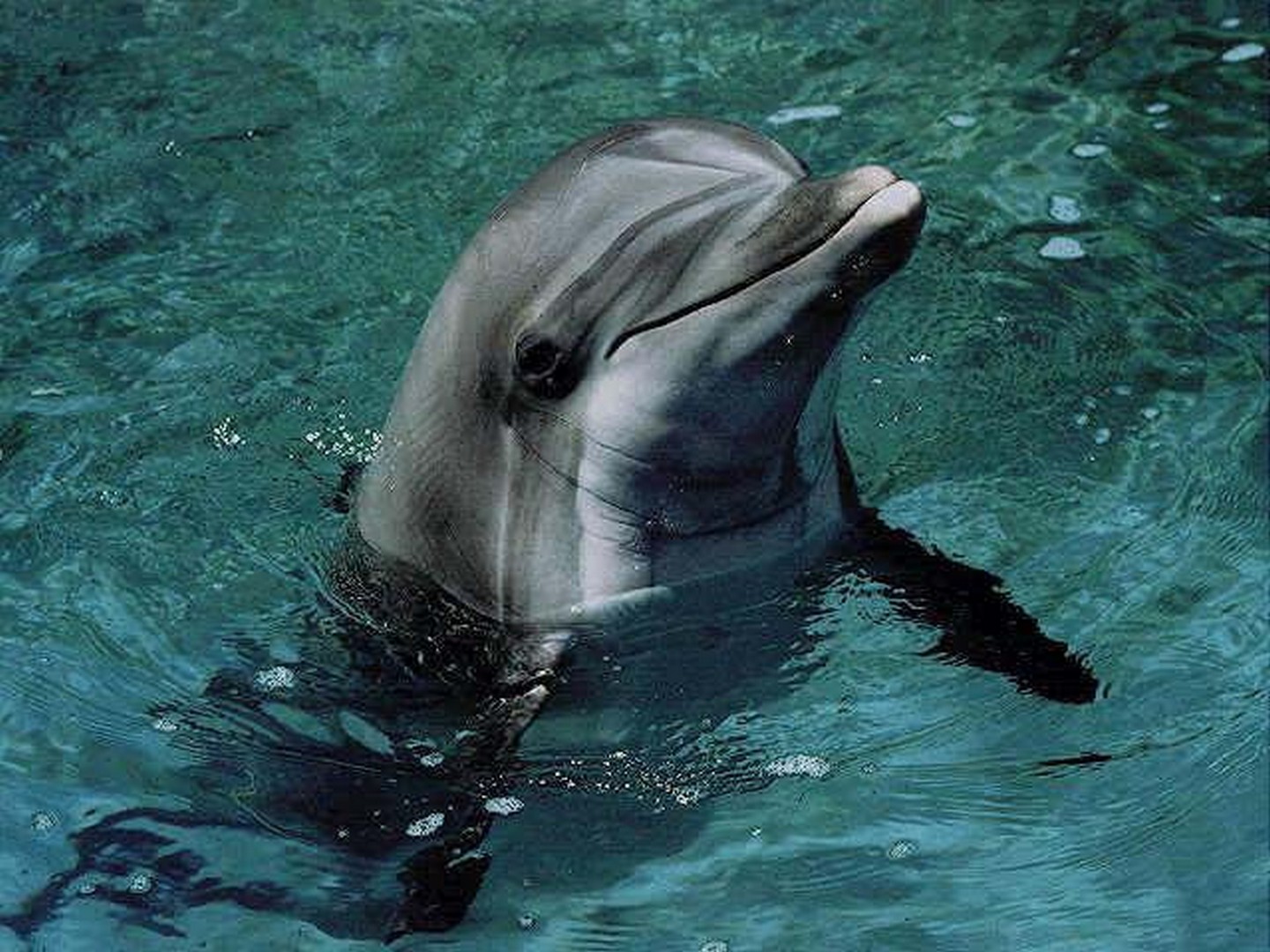 Дельфины с удовольствием разучивают. Нос дельфина. Дельфин фото. Голова дельфина.