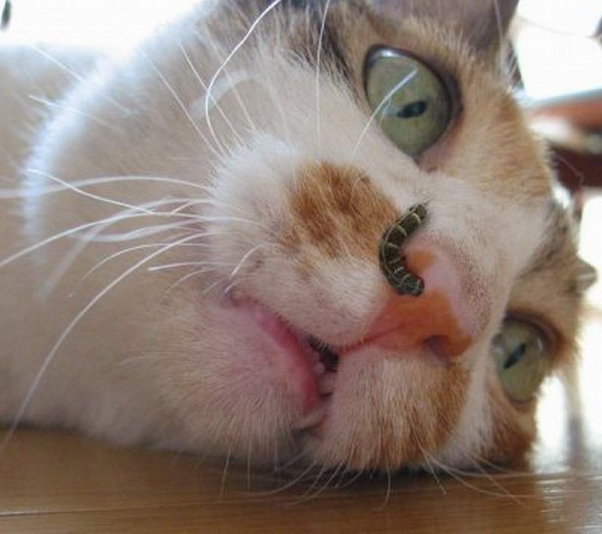 Кот с пузырем из носа