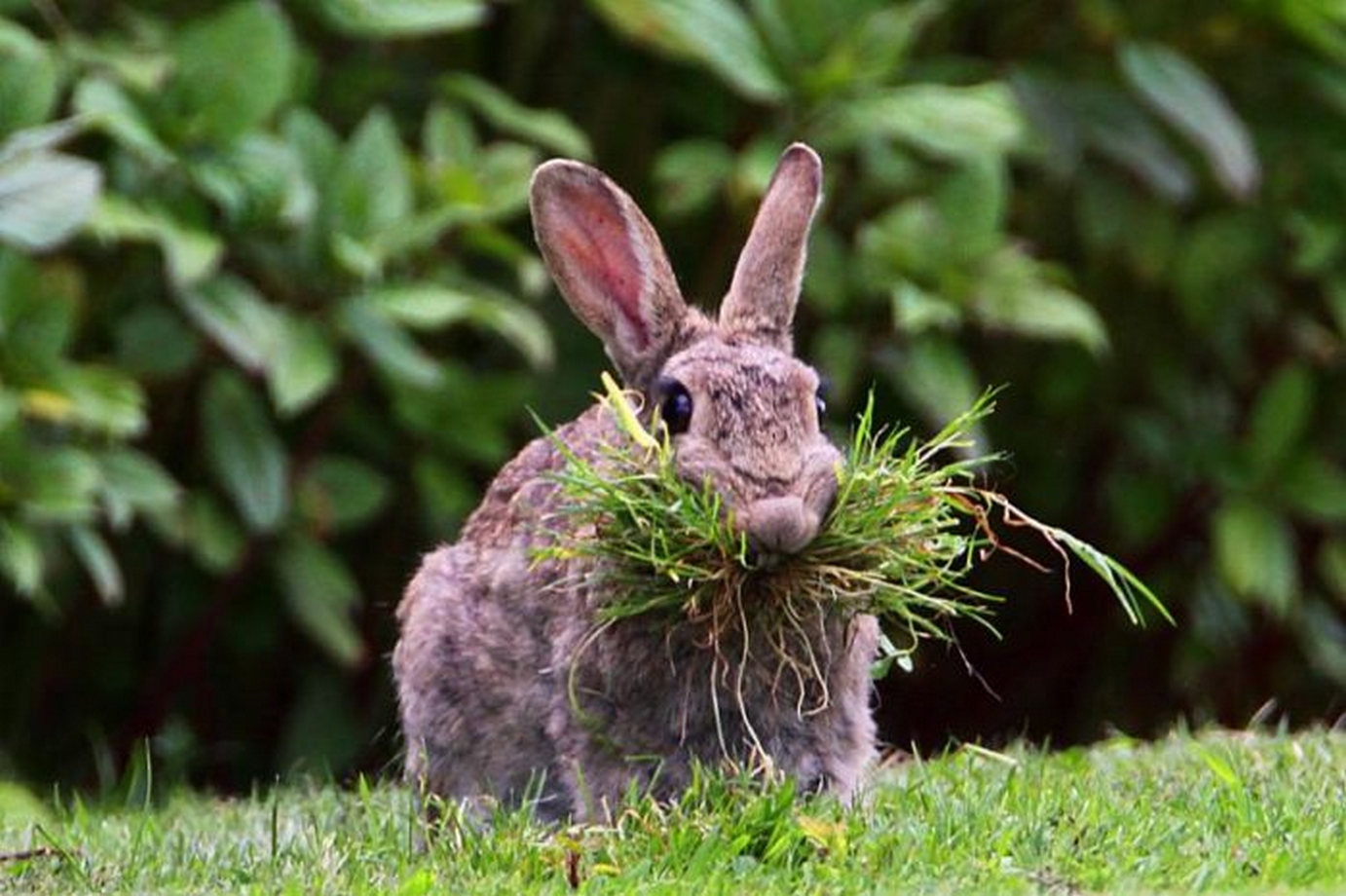 Кролик в траве