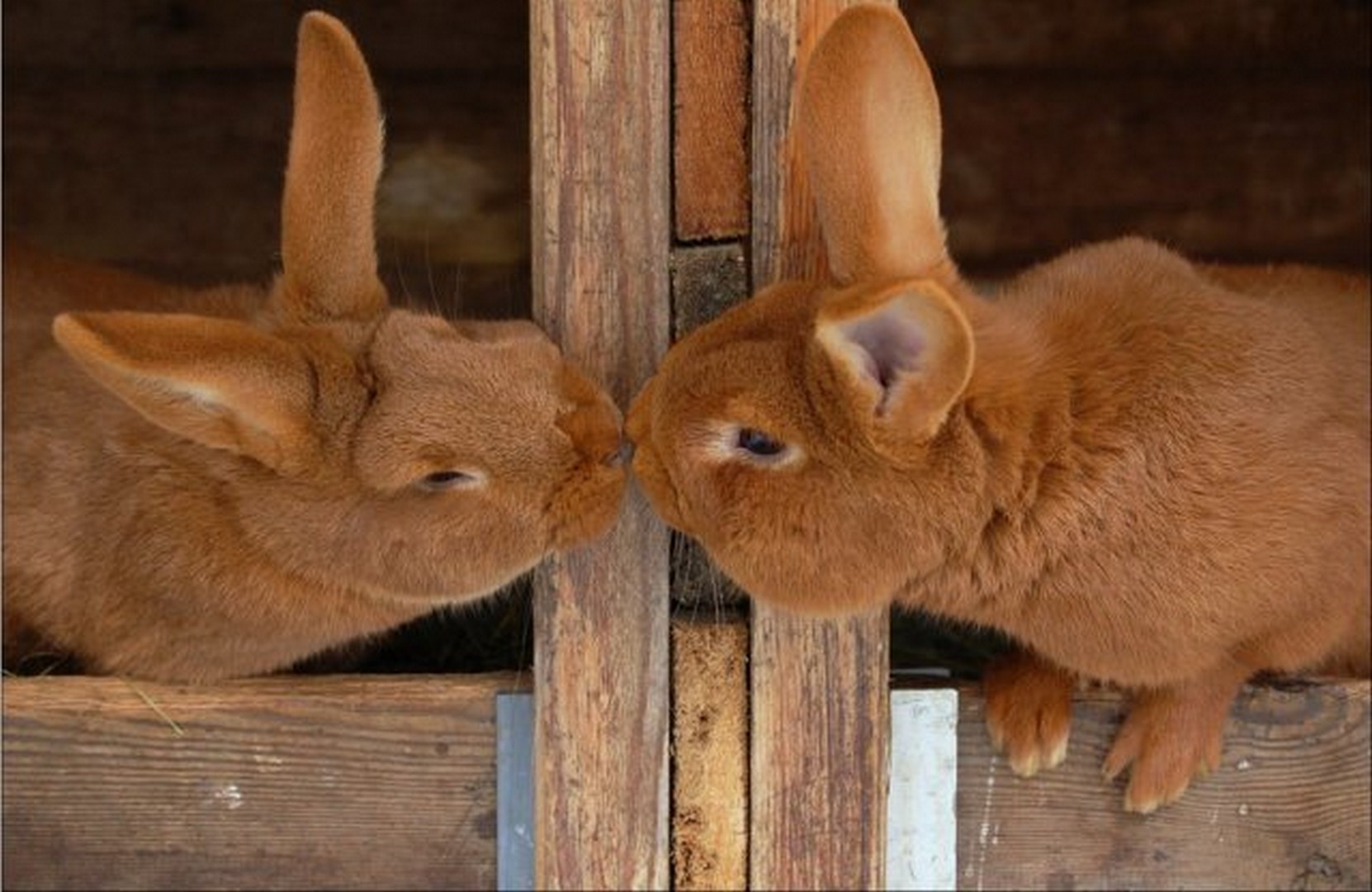 Зайка целует. Кролики любовь. Влюбленные кролики. Два кролика. Кролики обнимаются.