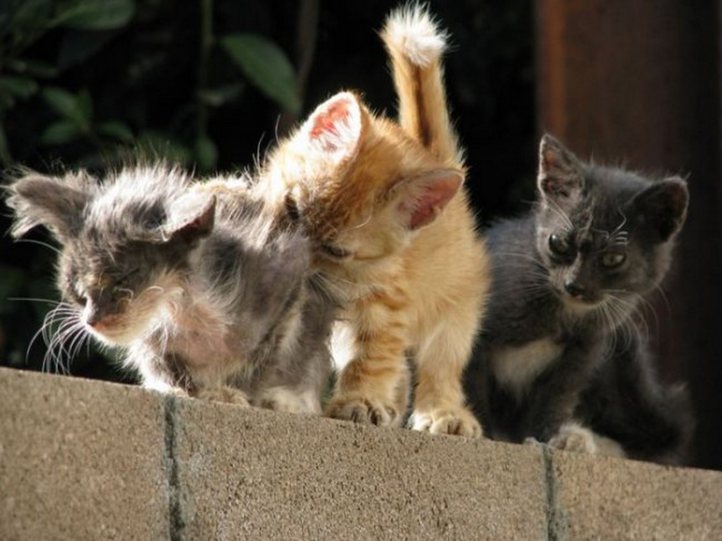 Покажи мне кошек. Смешные котята. Озорные котята. Забавные кошки и котята. Шкодные котята.