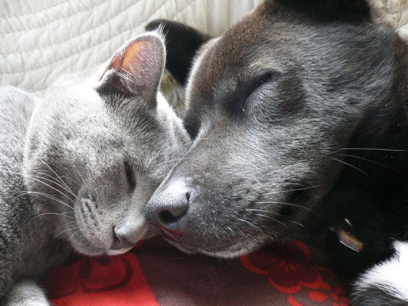 Кошка и собака любят друг друга