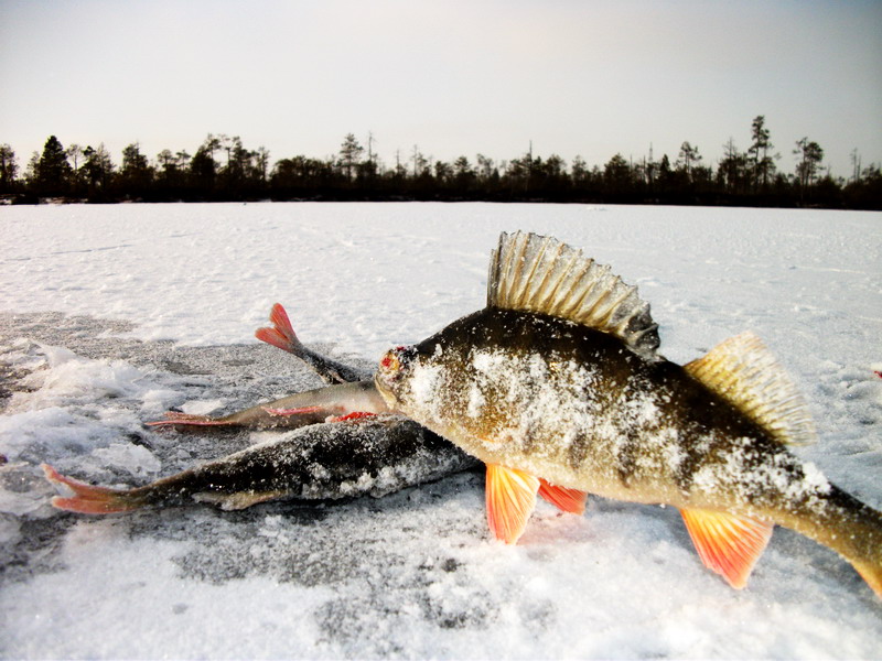 Прогноз клева в сургуте. Ловля рыбы в Сургуте. Рыбалка в Сургуте зимой. Рыбалка Сургут щука места. В Сургуте на рыбалке зима.