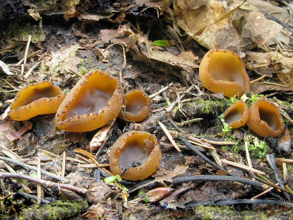 Весенние грибы фото и названия
