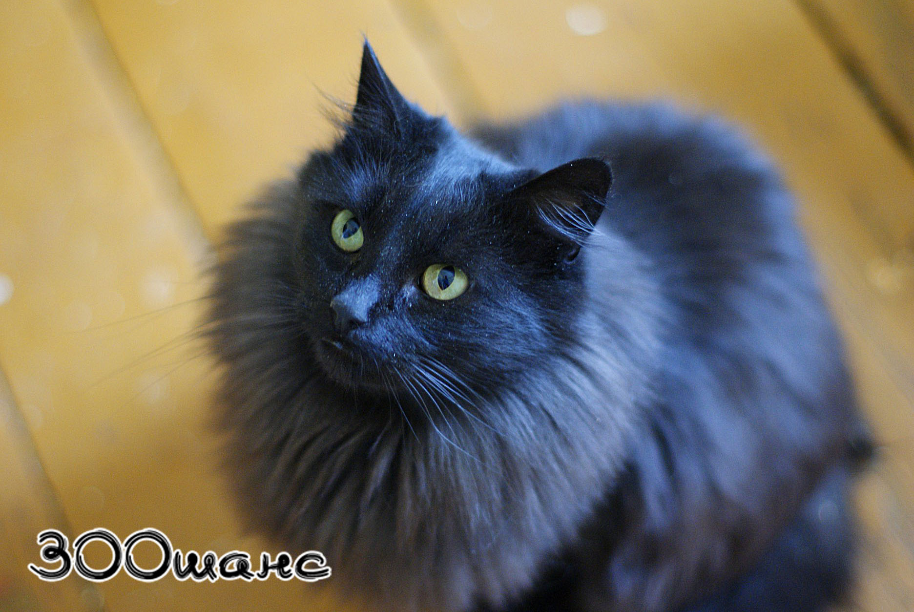 Сибирский кот черный с голубыми глазами