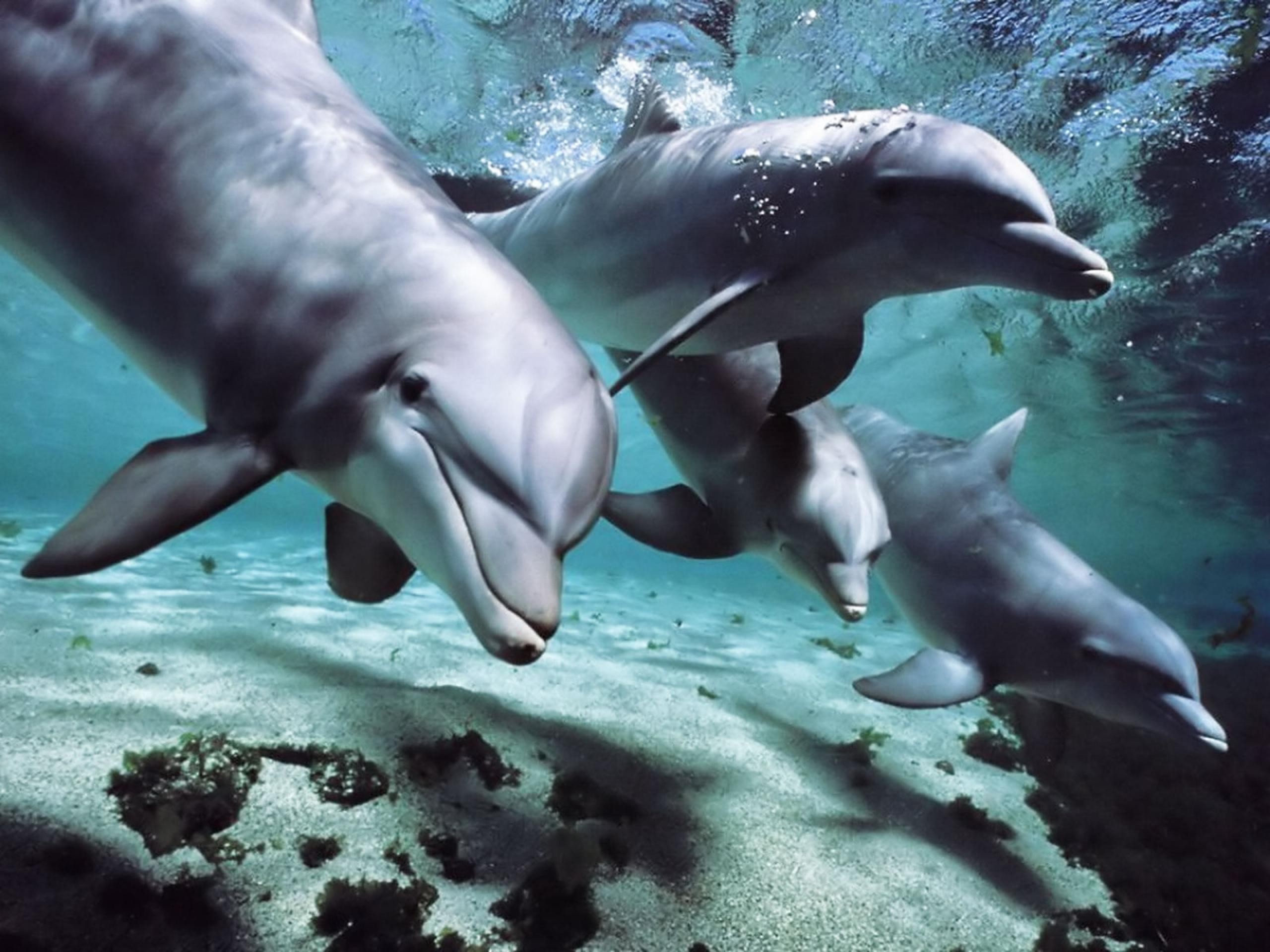 Общение дельфинов между собой. Дельфины афалины. Черноморская Афалина. Черноморская Афалина дельфиновые. Дельфины Азовка и афалин.