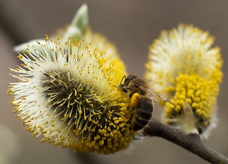 День пыльцы. Ивовый мёд. Пчела на иве. Пуховки ивы. Пчела на соцветии.