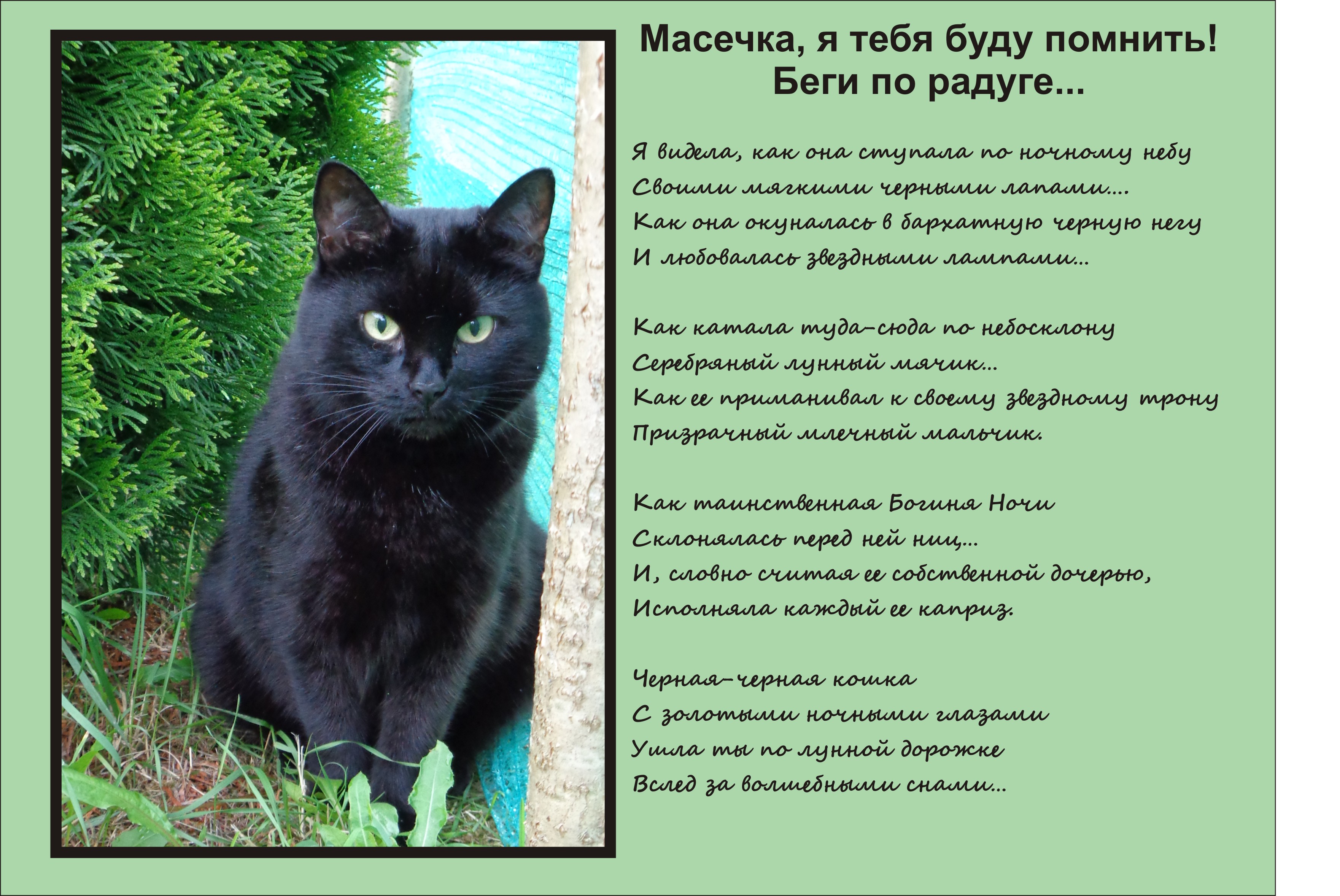 Описание черной кошки. Стихи о котах которые ушли. Стихотворение посвященное коту. Стихи о котах ушедших на радугу. Стихотворение про черную кошку.