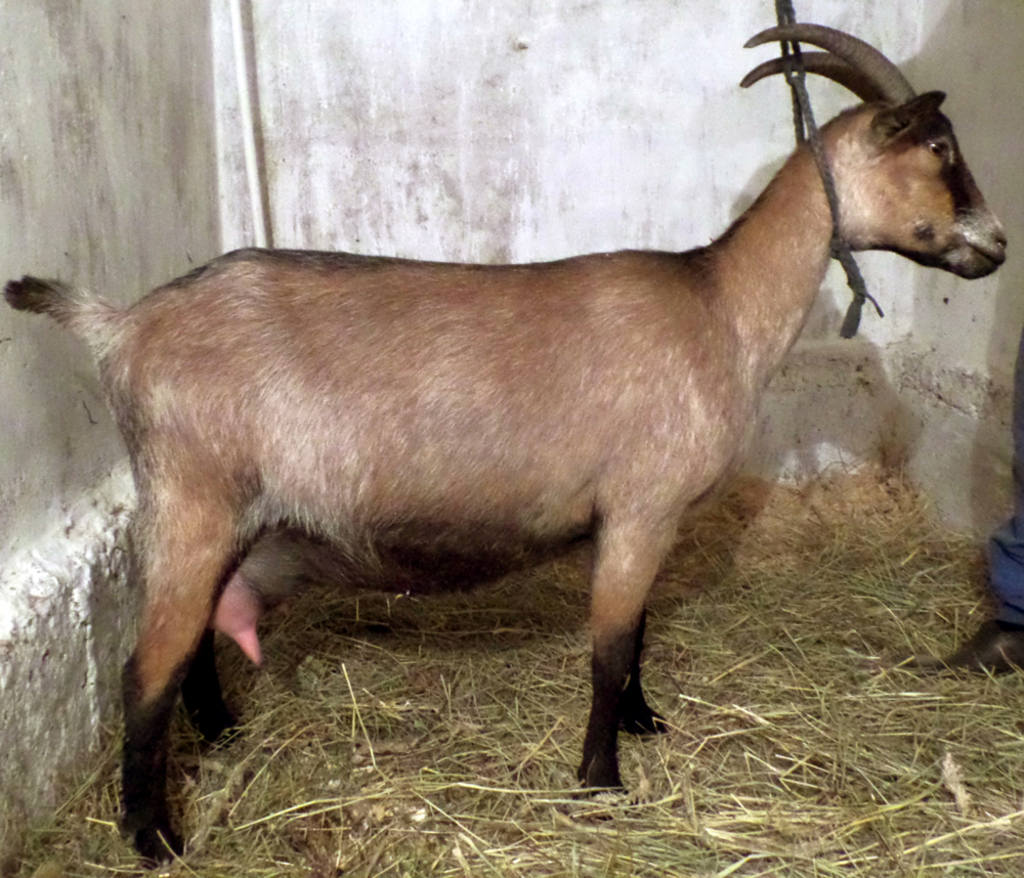 Породы коз молочных без запаха. Порода коз Альпика. Альпийская коза чистокровная. Шотландская коза. Козы дойные альпийской породы.