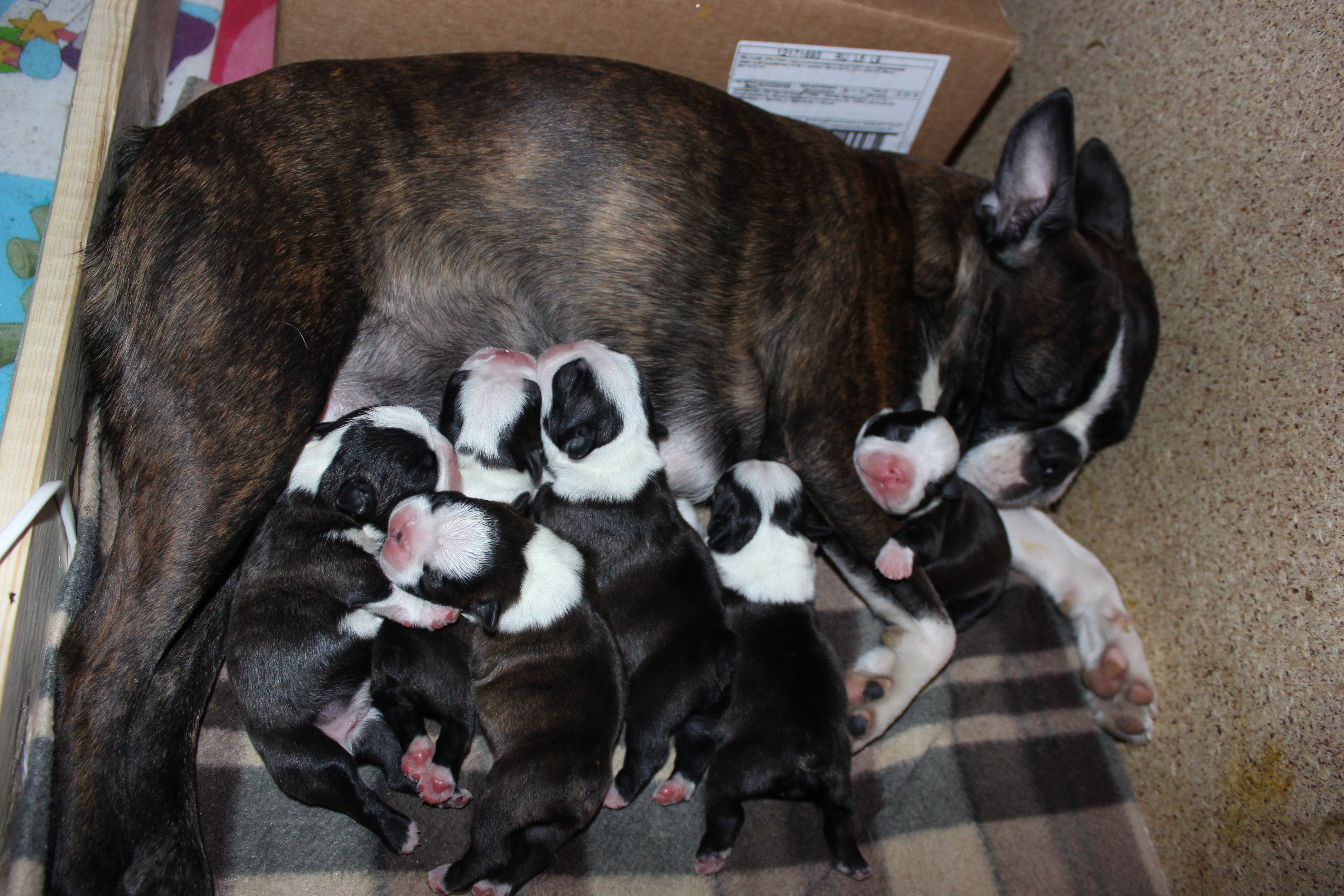 Новорожденных щенят