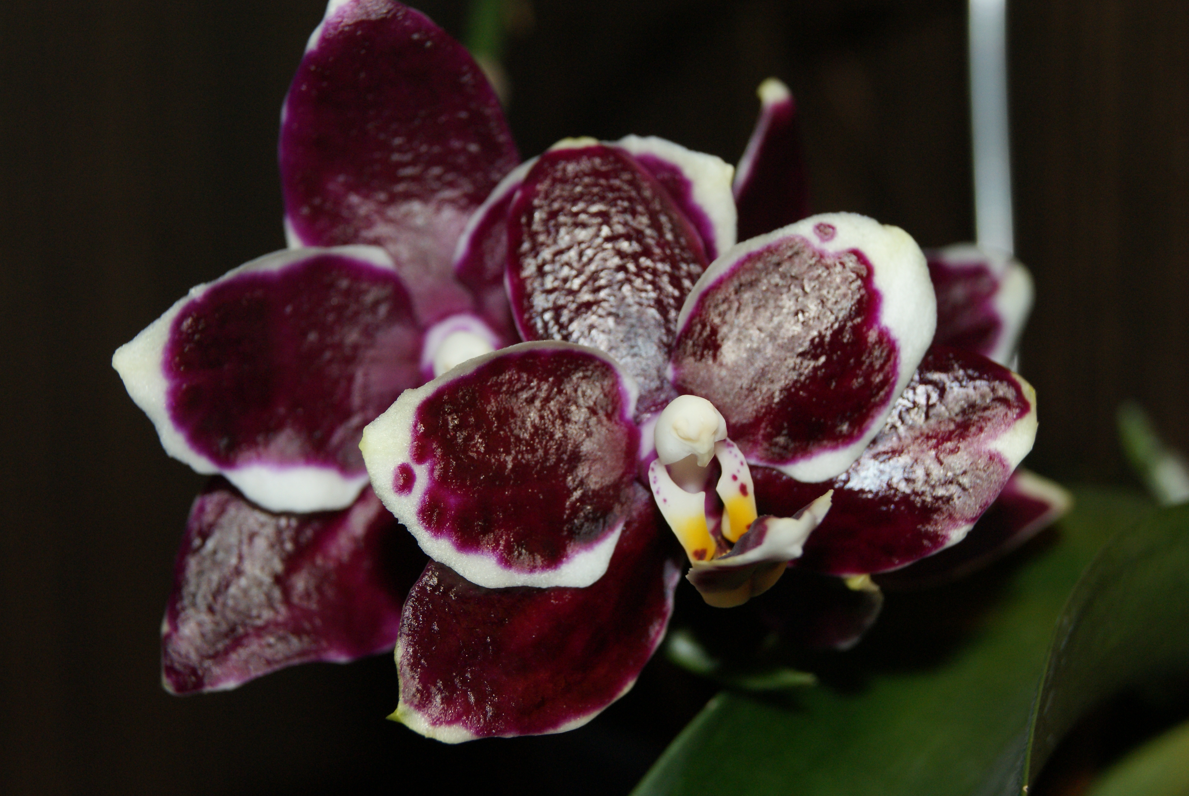 Phal. Miki Crown