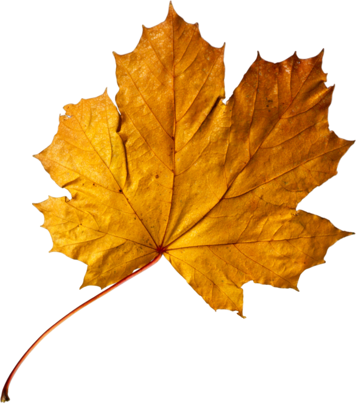 Лист осенний золотист. Maple кленовый лист. Осенние листья. Осенний листок. Осенние листочки.