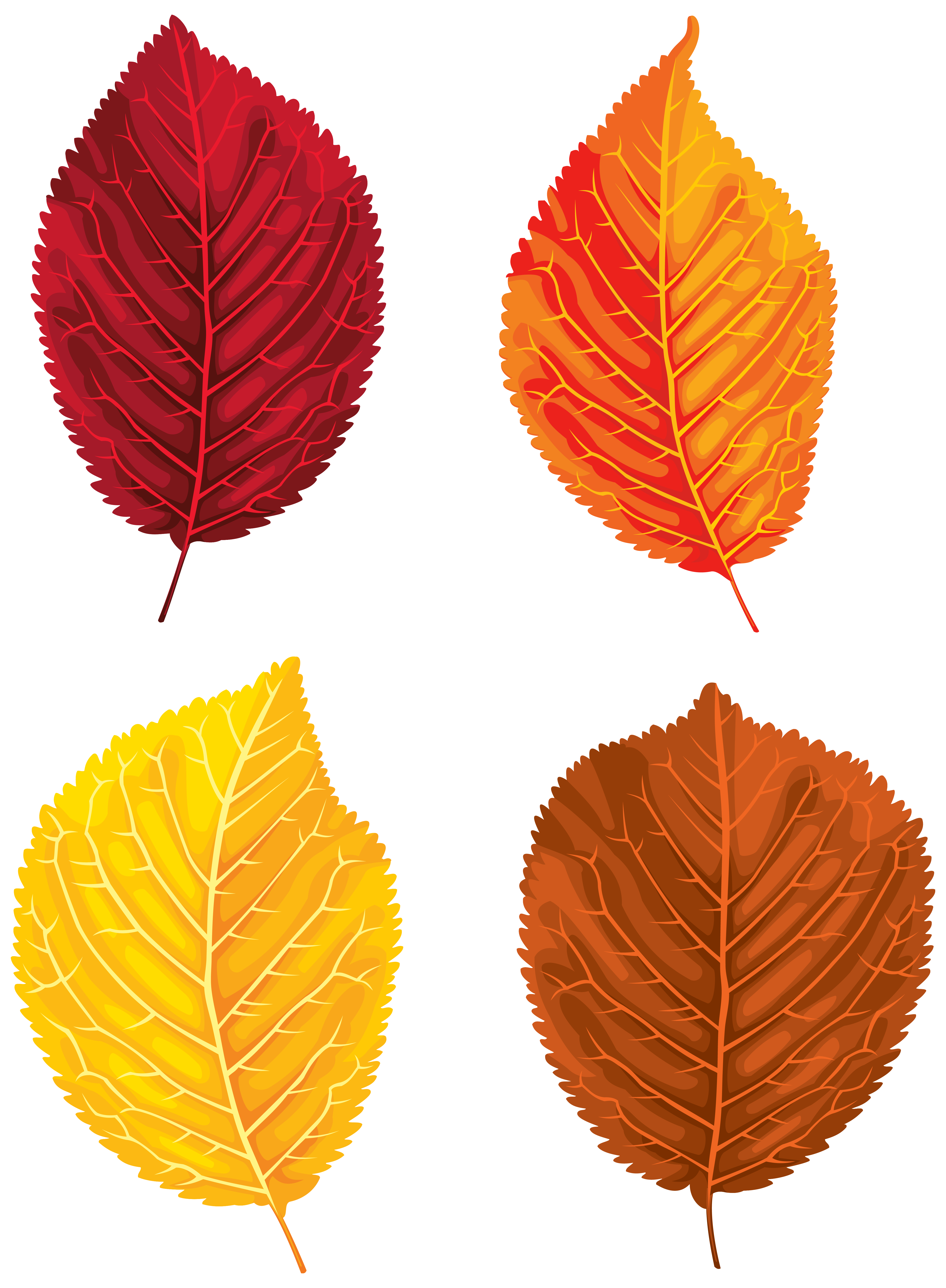 Осенние листья. Осенний листок. Цветные листочки. Цветной лист.