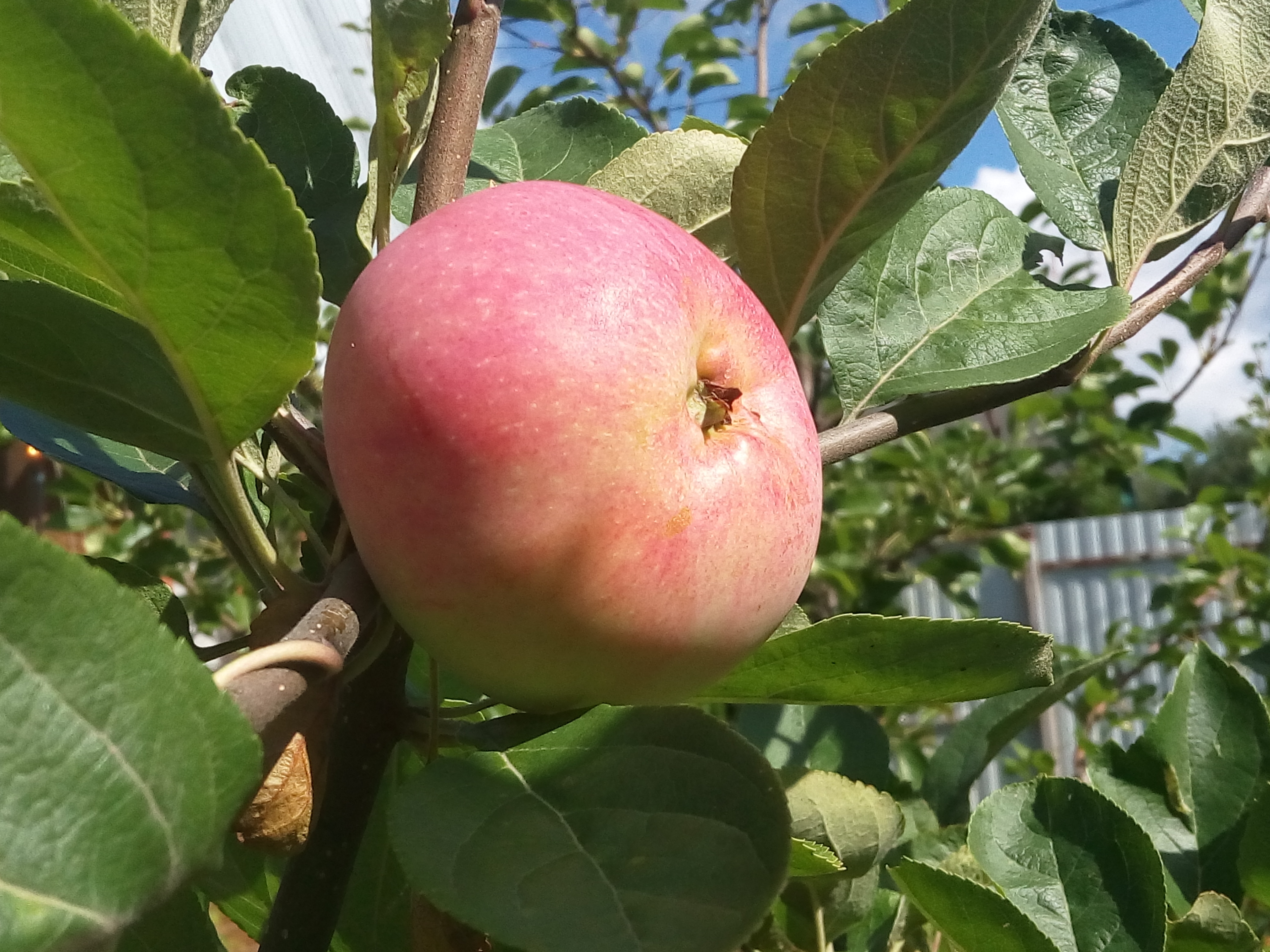 Яблоня сорт Антей фотография яблок