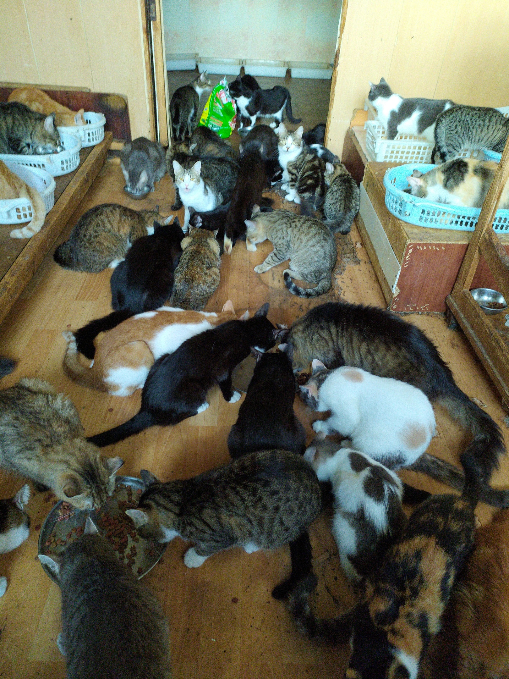приют для кошек в санкт петербурге взять котенка
